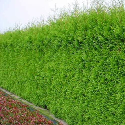 haagconifeer Thuja Brabant altijd groen maat 175-200cm kluit, Jardin & Terrasse, Plantes | Arbustes & Haies, Haie, Conifère, 100 à 250 cm