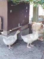 2 Jonge gansjes, Dieren en Toebehoren, Pluimvee, Geslacht onbekend, Gans of Zwaan