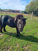 Schetland pony ruin, Dieren en Toebehoren, Ruin, A pony (tot 1.17m), Tuigpony, Gechipt