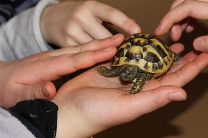 landschildpad - Griekse landschildpadden - Hobbykweker, Dieren en Toebehoren, Reptielen en Amfibieën, Schildpad