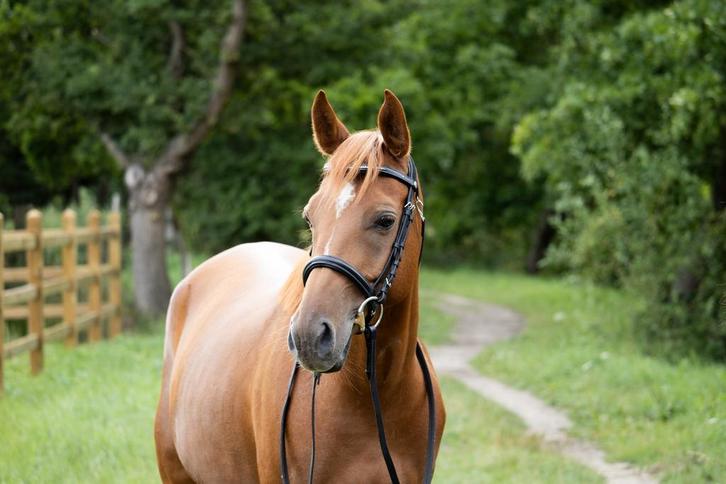 Lieve 6 jarige D-pony arabier merrie, Dieren en Toebehoren, Paarden, Merrie, Zadelmak, Minder dan 160 cm, 3 tot 6 jaar, Recreatiepaard