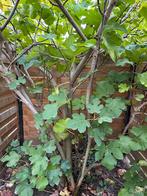 Vijgenboom, Tuin en Terras, Ophalen