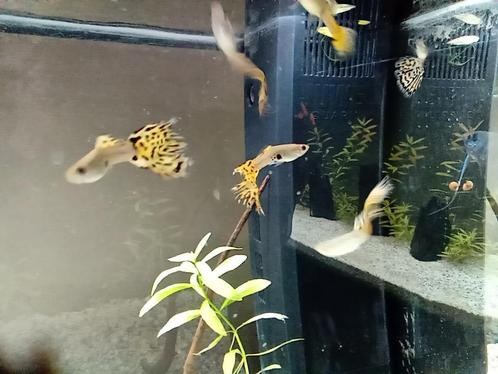 Snake skin guppen, Dieren en Toebehoren, Vissen | Aquariumvissen