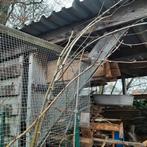 Rode hazelaar, Tuin en Terras, Overige soorten, Lente, 250 tot 400 cm, Ophalen