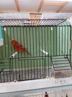 Agaat rood intensief, Dieren en Toebehoren, Vogels | Kanaries