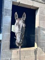 Merrie 11 jaar, Dieren en Toebehoren, Paarden, Merrie