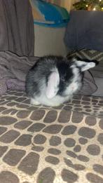 Baby konijn, Oreilles tombantes