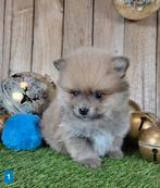 Chiot de Poméranie/pygmée/Poméranien/pompon / petit loulou, Loulou, Plusieurs, Parvovirose, Belgique