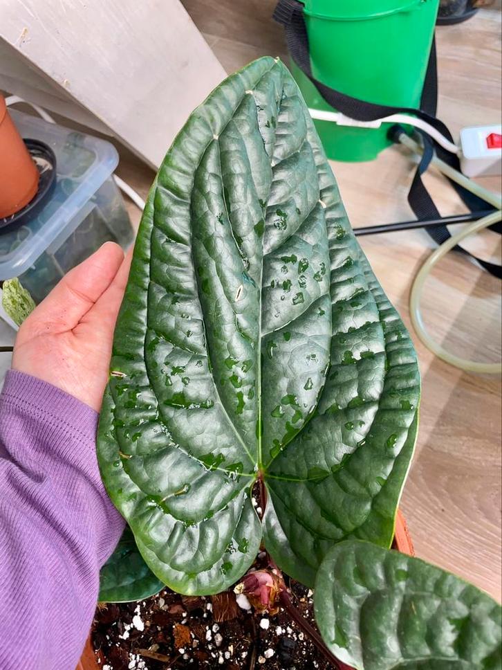 Anthurium radicans x luxurians (grote moeder plant), Huis en Inrichting, Kamerplanten, Ophalen of Verzenden