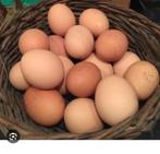 œufs frais bio de mes poules élevées en plein air