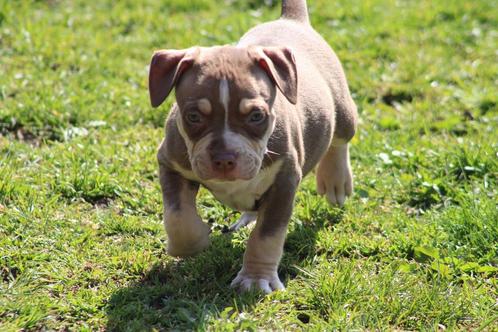 American Bully pups van Lionheart Bloodline, Dieren en Toebehoren, Honden | Bulldogs, Pinschers en Molossers, Meerdere dieren