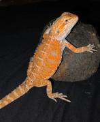 Orange blue bar baardagaamvrouwtje, Dieren en Toebehoren, Hagedis, Tam, 0 tot 2 jaar