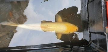 KOI RUIM 55 CM  beschikbaar voor biedingen