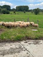 schapen, Dieren en Toebehoren, Meerdere dieren, Schaap, 0 tot 2 jaar