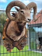 Taxidermie moeflon prachtig, Ophalen of Verzenden