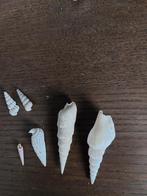 7 wenteltrapschelpen, Ophalen of Verzenden, Schelp(en)