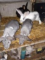 Rammen en voedsters, Dieren en Toebehoren