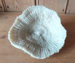 Corail champignon blanc ancien - Fungia Scutaria, Ophalen