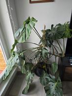 Grand monstre (thrips), Enlèvement