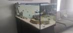 Overcompleet aquarium met mooi malawi bestand, Ophalen, Zo goed als nieuw, Gevuld zoetwateraquarium