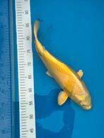 ZEER MOOIE OGON 46cm, Dieren en Toebehoren