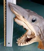 Haai hoofd taxidermie opgezette haai. Haaientanden, Verzamelen, Ophalen of Verzenden, Zo goed als nieuw