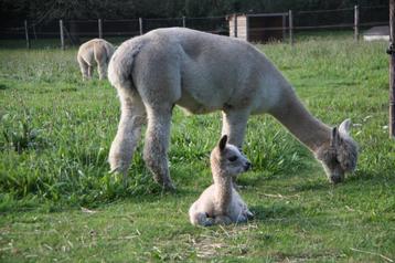 alpaca wol beschikbaar voor biedingen