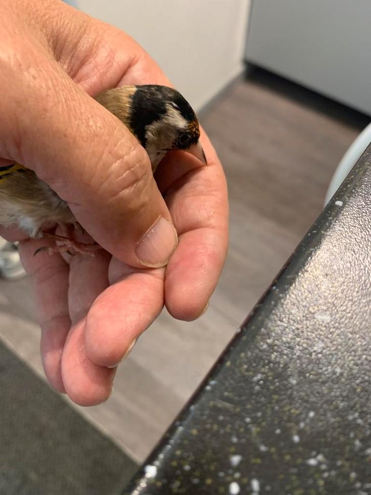 Parva Petite 100th voor vrouwen, Dieren en Toebehoren, Insecten en Spinnen