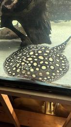 potamotrygon male 30 cm disc, Dieren en Toebehoren, Vissen | Aquariumvissen, Vis, Zoetwatervis