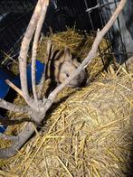 Voedster van ongeveer 6 maand., Animaux & Accessoires, Oiseaux | Oiseaux Autre