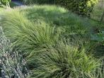 Siergras, Tuin en Terras, Planten | Tuinplanten, Ophalen, Vaste plant, Siergrassen, Halfschaduw