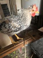 Cream legbar, Dieren en Toebehoren, Mannelijk