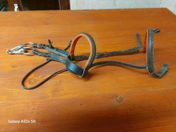 Hoofdstel pony beschikbaar voor biedingen