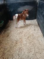 Amerikaans Miniatuur Paard, Dieren en Toebehoren, Paarden, Merrie, Niet van toepassing, Gechipt, 0 tot 2 jaar
