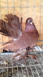 couple pigeon Rostov, Animaux & Accessoires, Oiseaux | Cages & Volières
