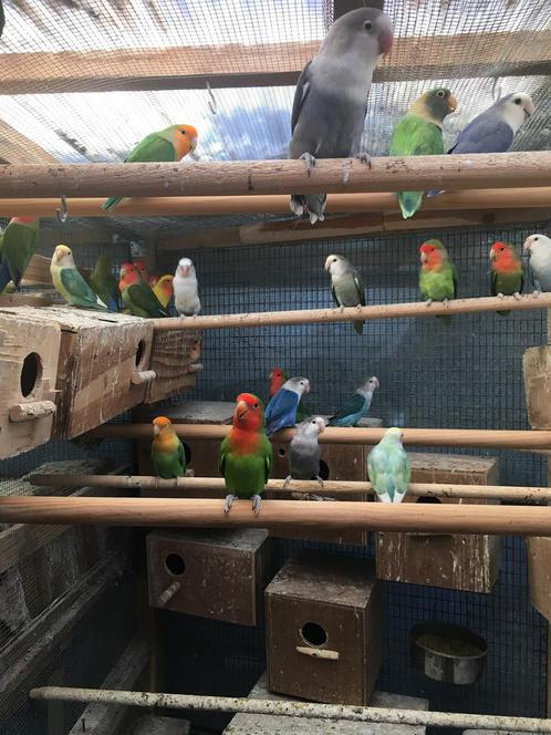 KWEEKRIJPE DWERGPAPEGAAIKES NU 50 EURO/KOPPEL, Dieren en Toebehoren, Vogels | Parkieten en Papegaaien, Dwergpapegaai of Agapornis