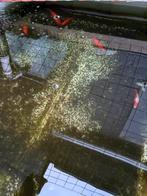 Goudvissen 10/15cm, Dieren en Toebehoren, Vissen | Vijvervissen, Goudvis(sen)