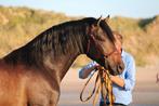 PRE ter dekking -Bien de Scuderia- zoon van Poeta de Susaeta, Animaux & Accessoires, Étalon