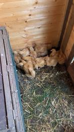 Orpington buff kuikens, Dieren en Toebehoren, Pluimvee
