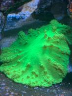 Koraal / Koralen Zeeaquarium, Dieren en Toebehoren, Vissen | Aquaria en Toebehoren, Ophalen, Zo goed als nieuw