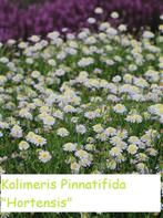 Kalimeris Incisa, de zomeraster: in 2 soorten, Zomer, Vaste plant, Ophalen, Volle zon