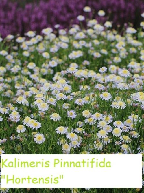 Kalimeris Incisa, de zomeraster: in 2 soorten, Tuin en Terras, Planten | Tuinplanten, Vaste plant, Volle zon, Zomer, Ophalen
