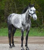 Zeer knappe aansprekende D pony!, Dieren en Toebehoren, Pony's