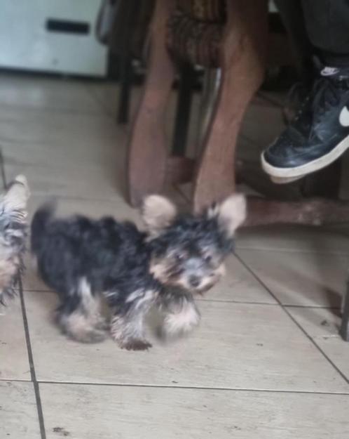 yorkshire mini, Dieren en Toebehoren, Honden | Jack Russells en Terriërs, Meerdere dieren, Yorkshire Terriër, Fokker | Hobbymatig