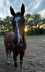 Knappe 5 jarige, Dieren en Toebehoren, Paarden, Merrie