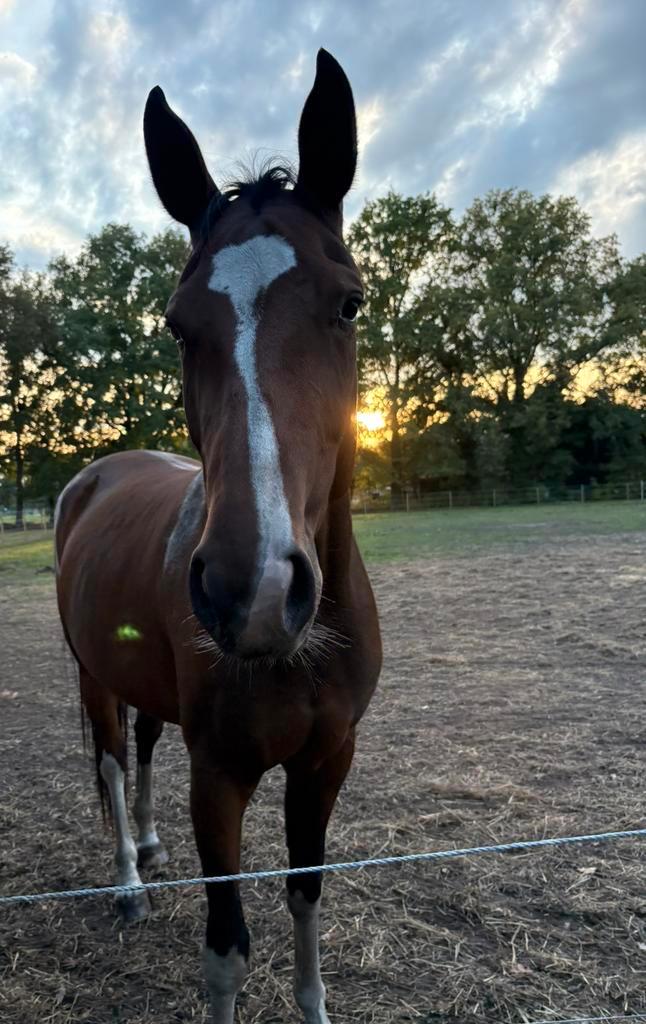 Knappe 5 jarige, Dieren en Toebehoren, Paarden, Merrie
