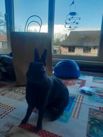 Dwerghaasje ram te koop vaste prijs 25 euro, Enlèvement