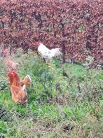 Haan (met kippen), Dieren en Toebehoren, Pluimvee, Meerdere dieren, Kip