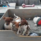 Mooie lieve jack Russell pups, Dieren en Toebehoren, Honden | Jack Russells en Terriërs, België, Fokker | Hobbymatig, Jack Russell Terriër
