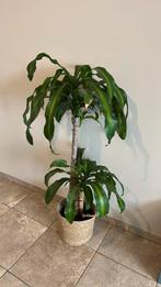 Dracaena Marginata (drakenbloedboom) - 2 stammen, Ophalen